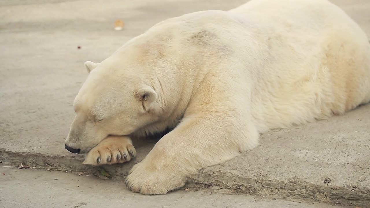 Polar bear sleeping on his paws at the zoo #zoo #animals #bear #polar bear #grizzly bear