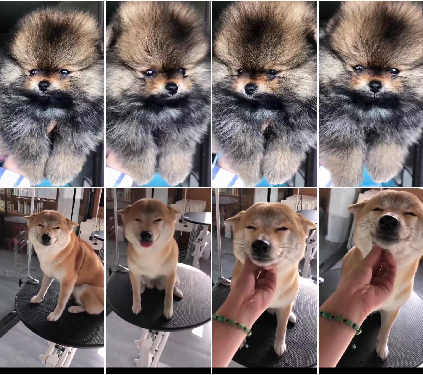 5 best dog harnesses for pomeranian reviews updated 2021; sooo cute 