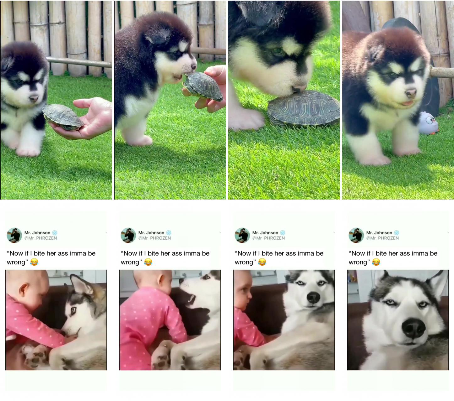 5 best leashes for a alaskan malamute: the complete leash guide; don't slap me baby. those looks