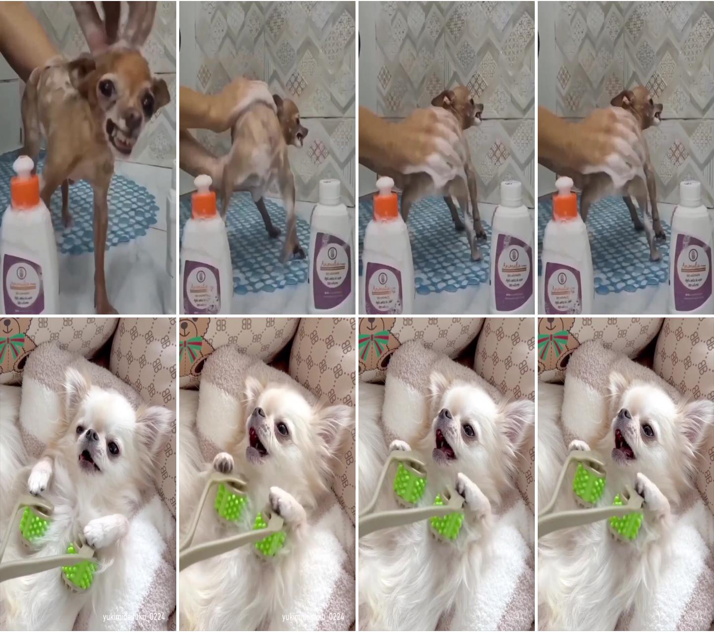 9 simple tips on how to groom your chihuahua at home; long haired chihuahua