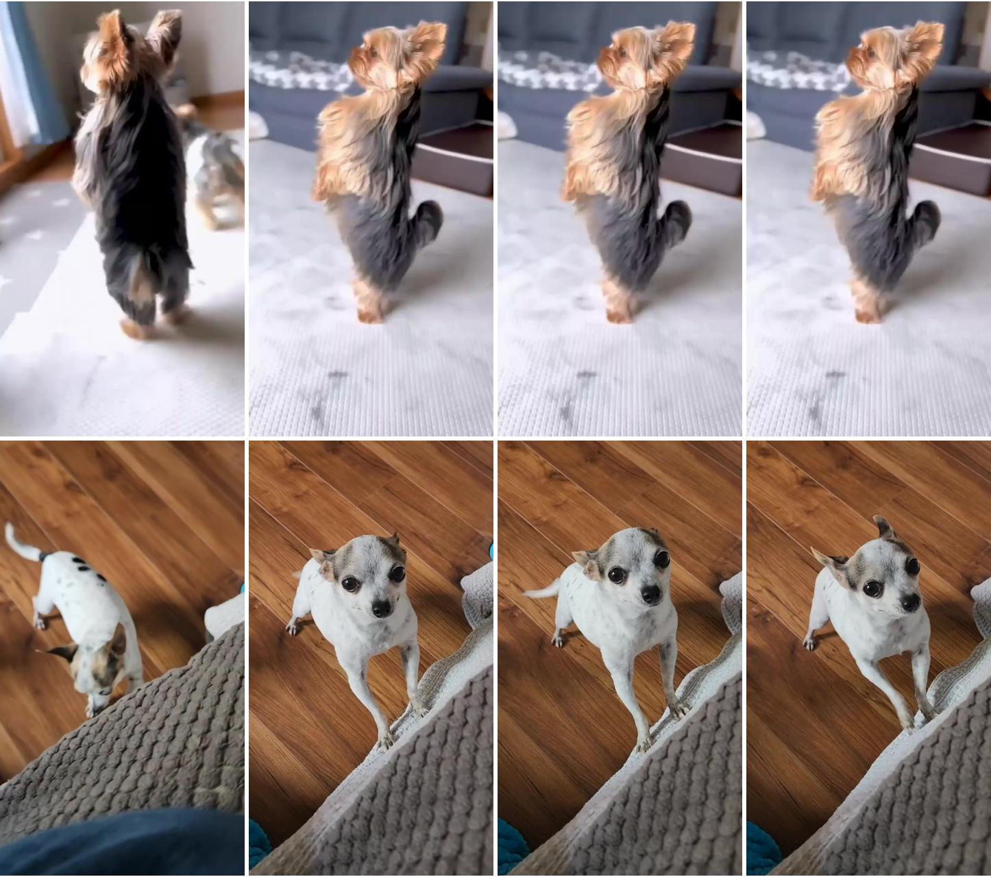 9 ways to tell if your chihuahua loves you; cute fluffy dogs