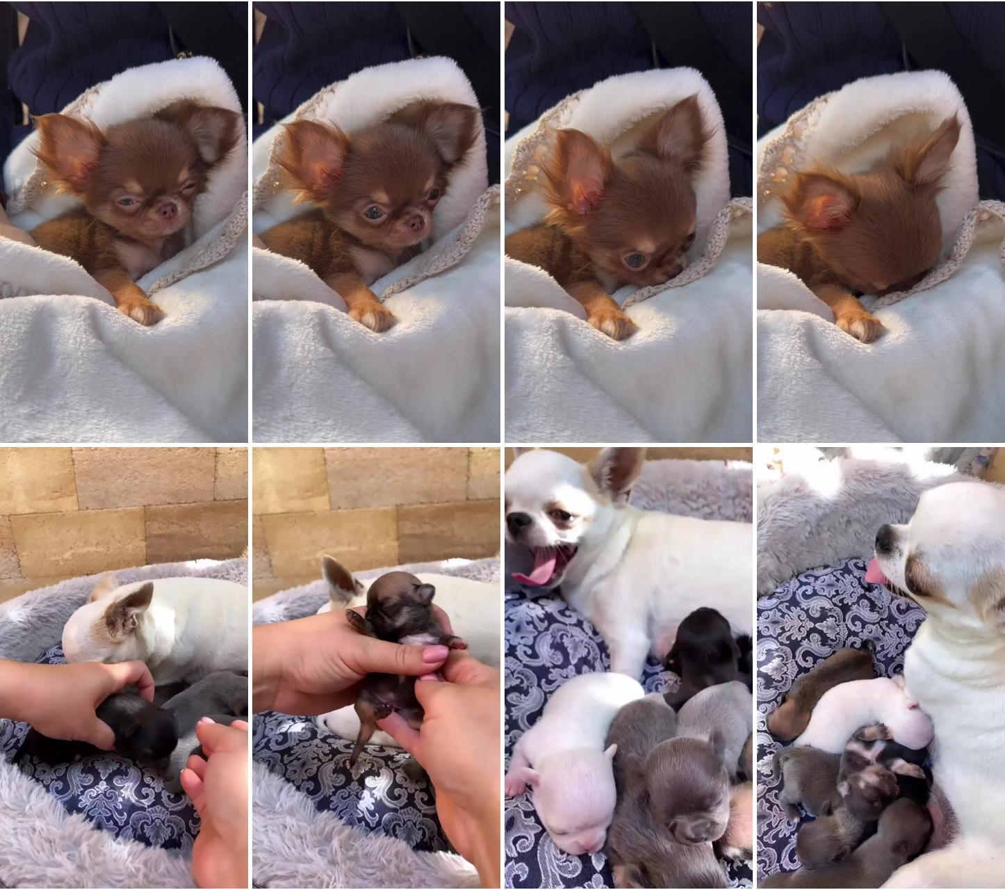 Adorable chihuahua puppy; cute chihuahua mom and babies