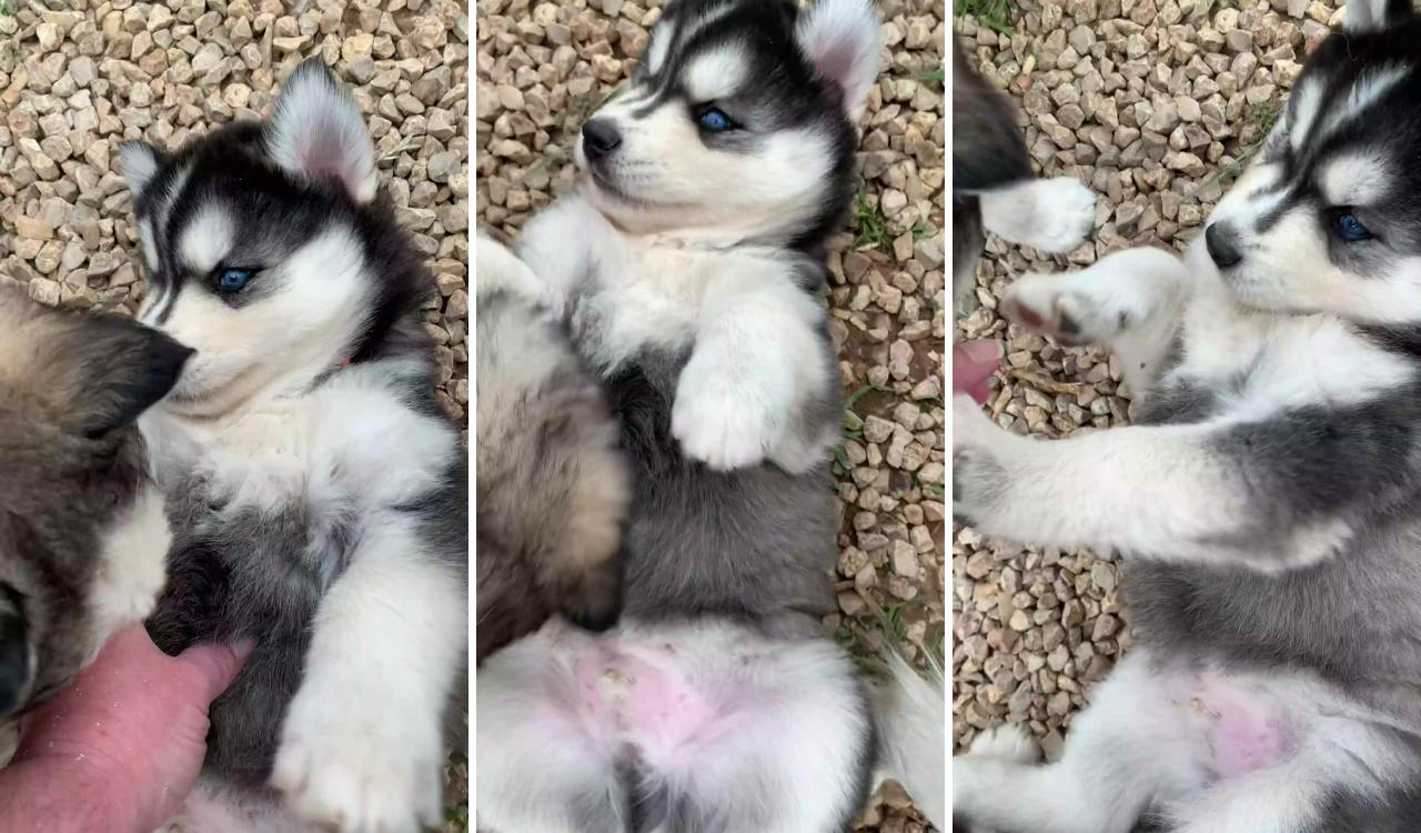 Adorable siberian husky belly rubs; cute husky puppies