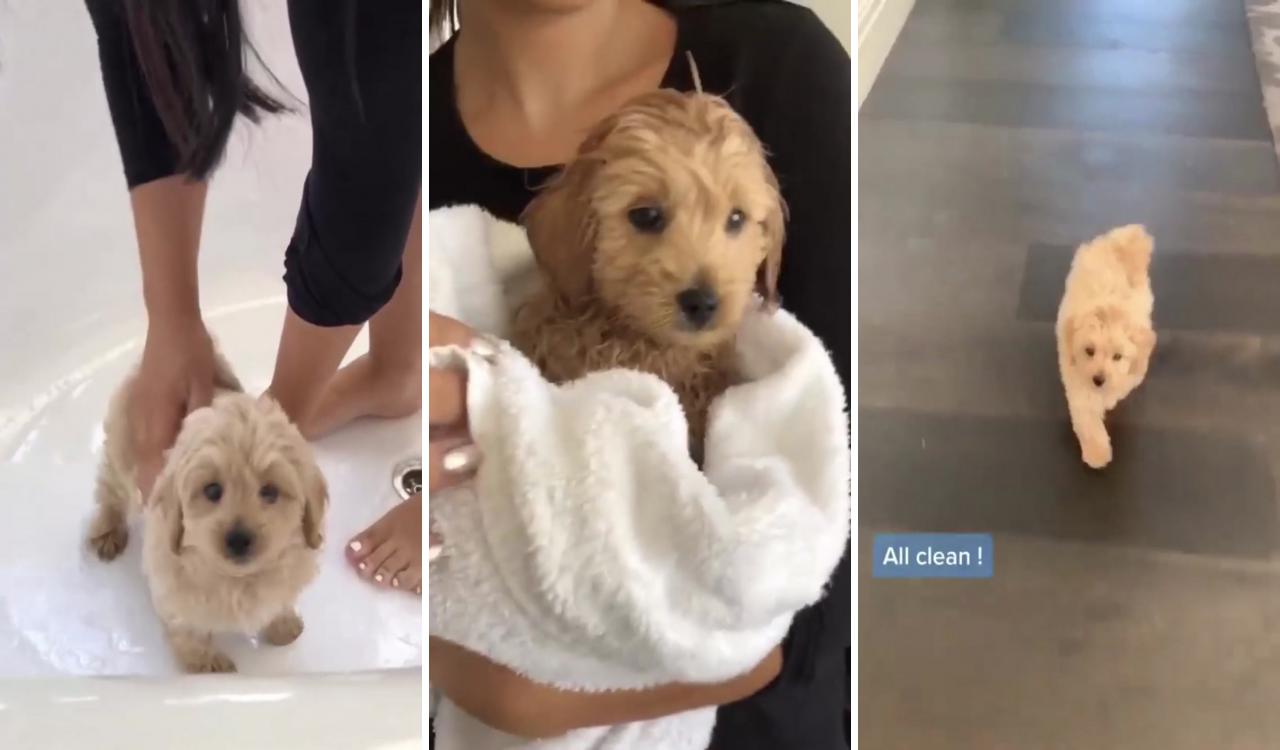 All clean- cute dog; super cute puppies