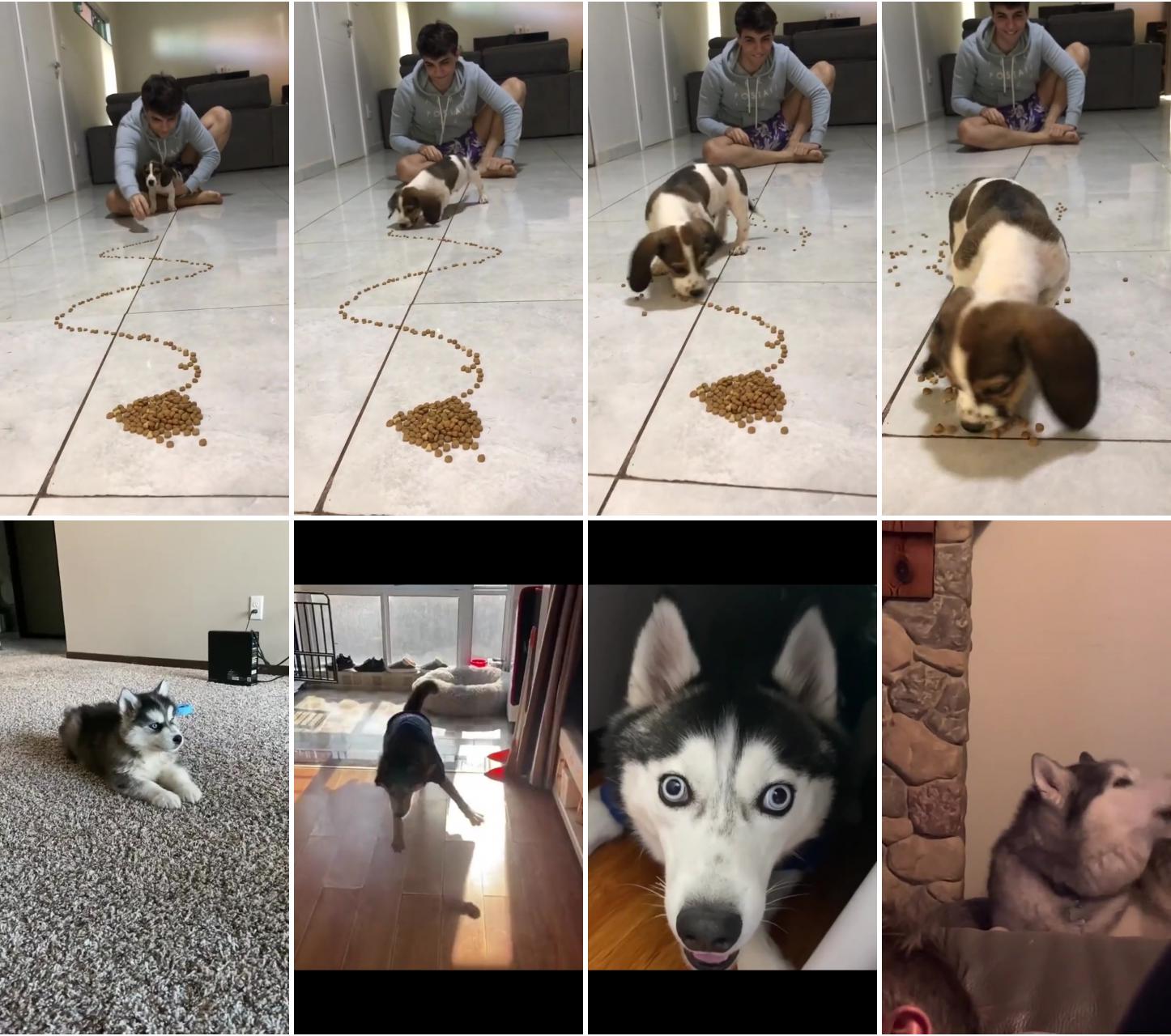 Are you ready; "hilarious husky shenanigans: the ultimate funny dog compilation"