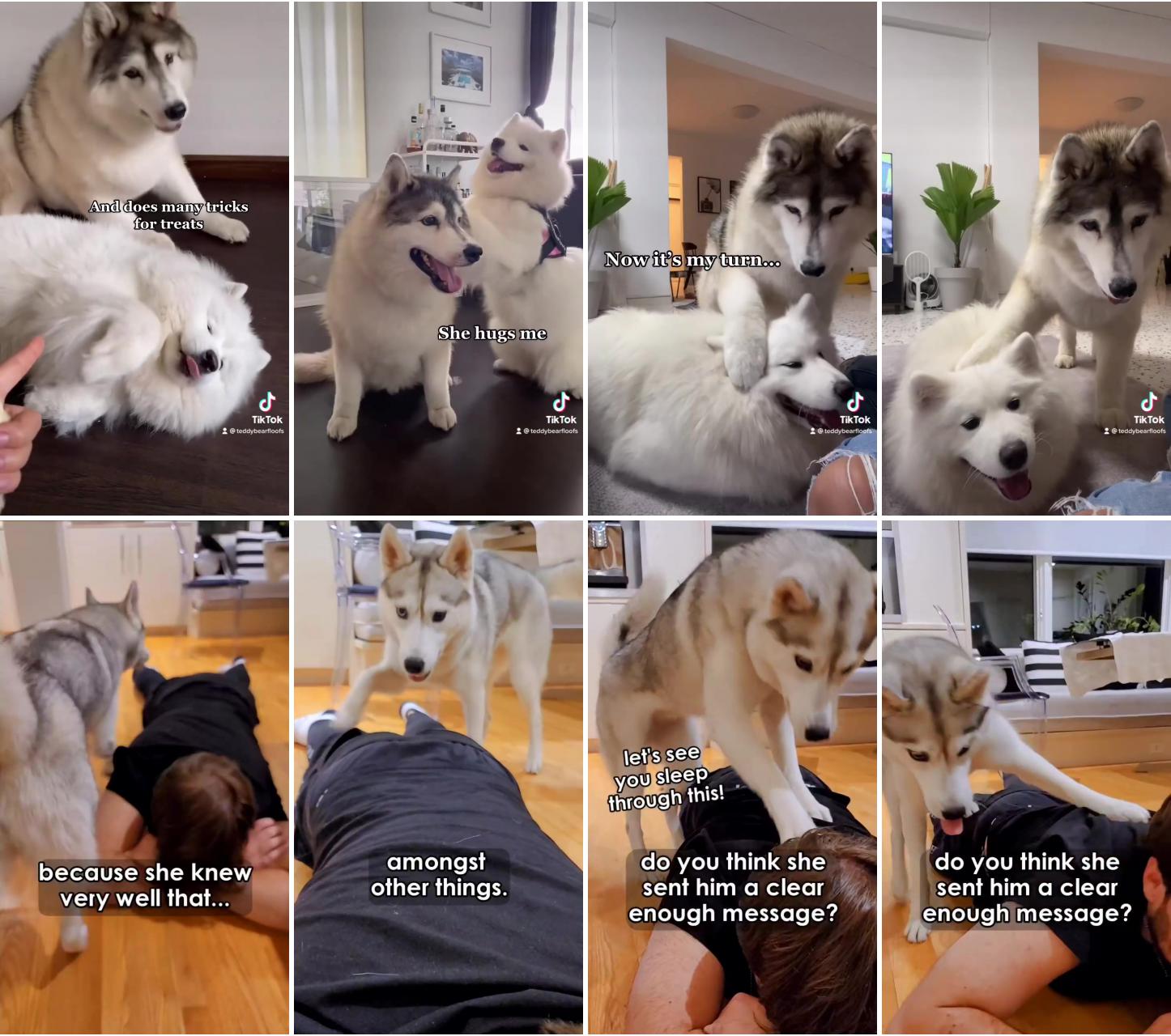 Babies; funny husky beats up human for pretending to be asleep funny dog