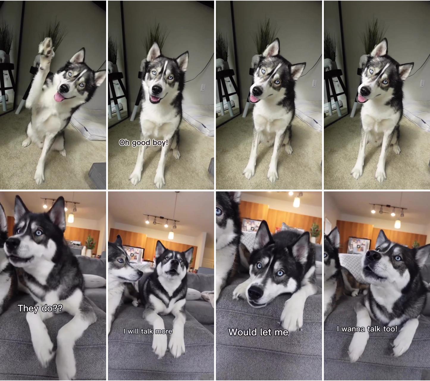 Blue just wanted to pop in to say hello; this husky fella has a few things to say