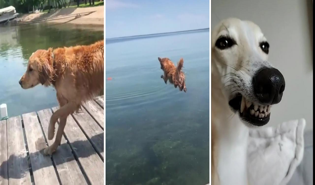 Brave is one thing that comes along with our buddy good job #dog #dogswim #dogdish; dog jokes