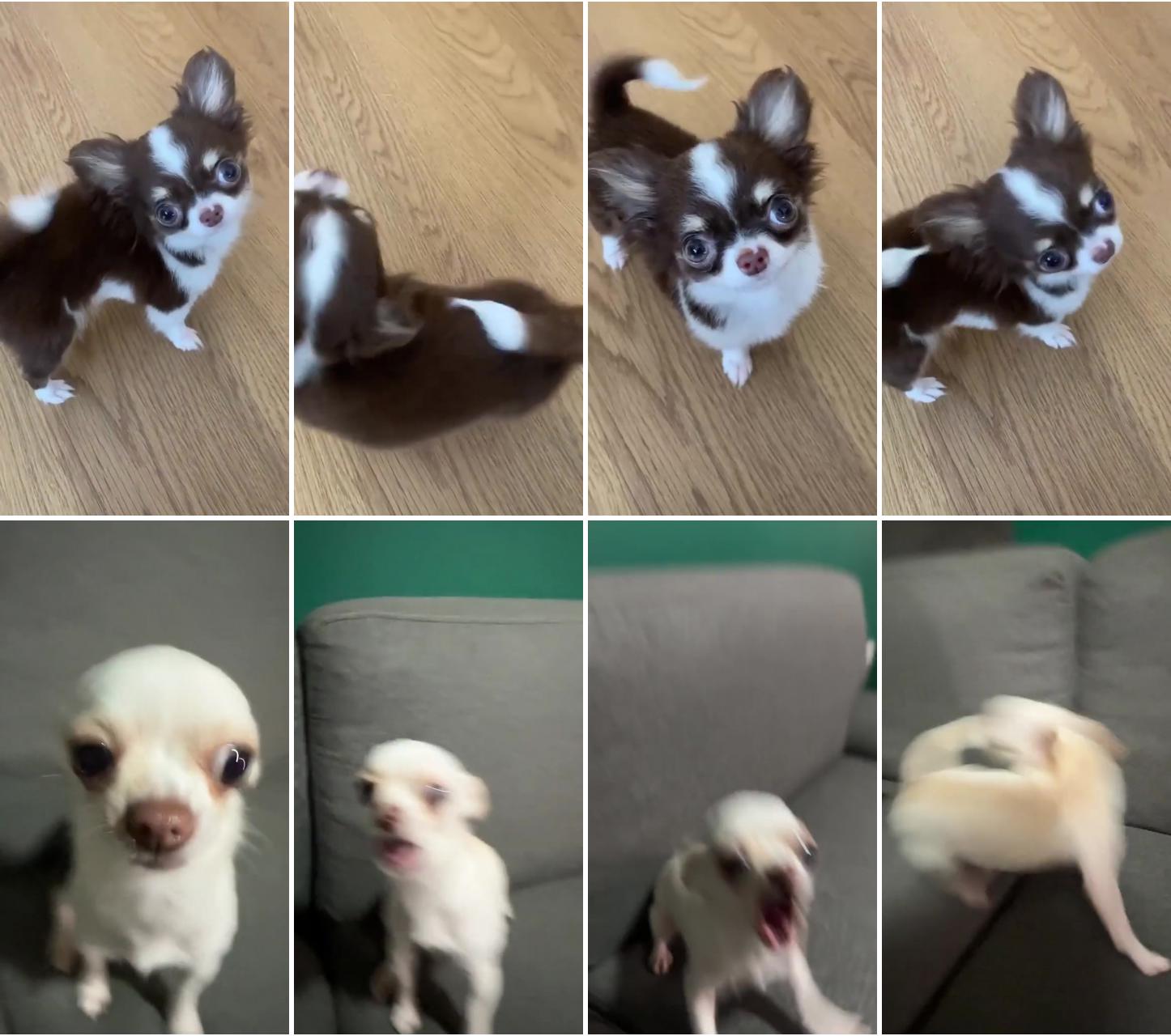 Bunch of cute chihuahuas; teacup chihuahua puppies