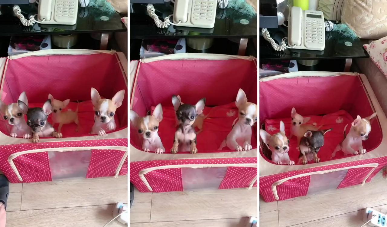 Bunch of cute chihuahuas; teacup chihuahua puppies