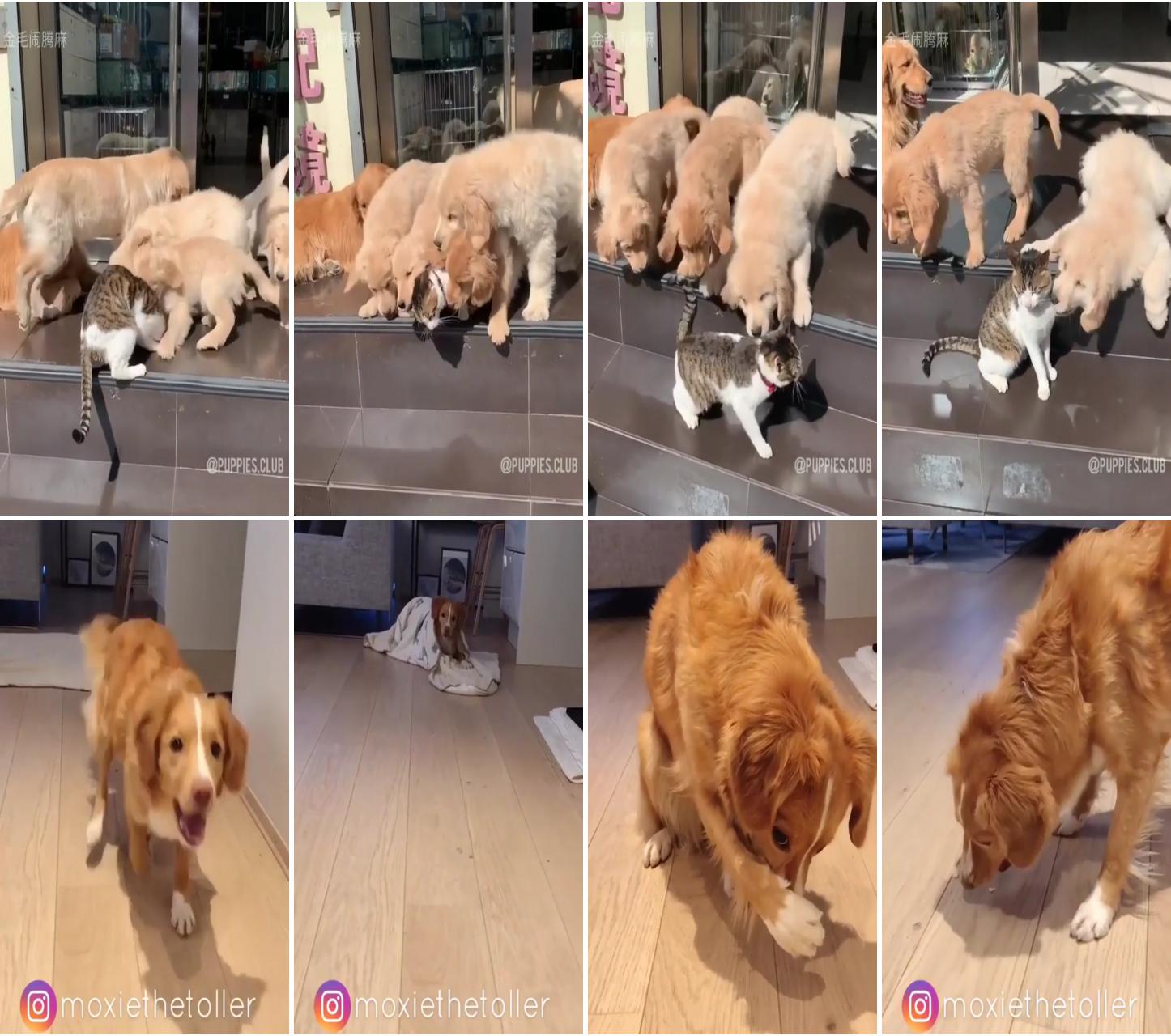 Cat can't escape the happiness of these dogs; funny cats and dogs kittens jump meowing