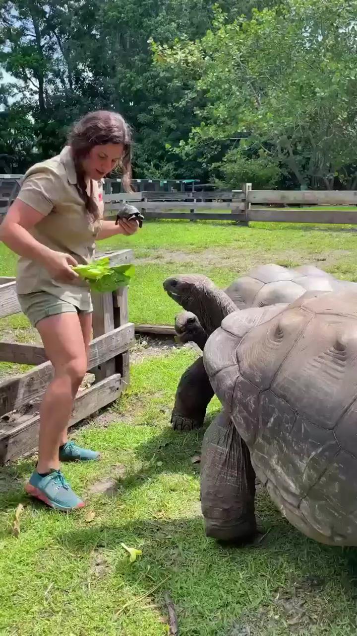 Check out the reptile zoo's clip of these incredible aldabra tortoises at florida, usa; cute wild animals