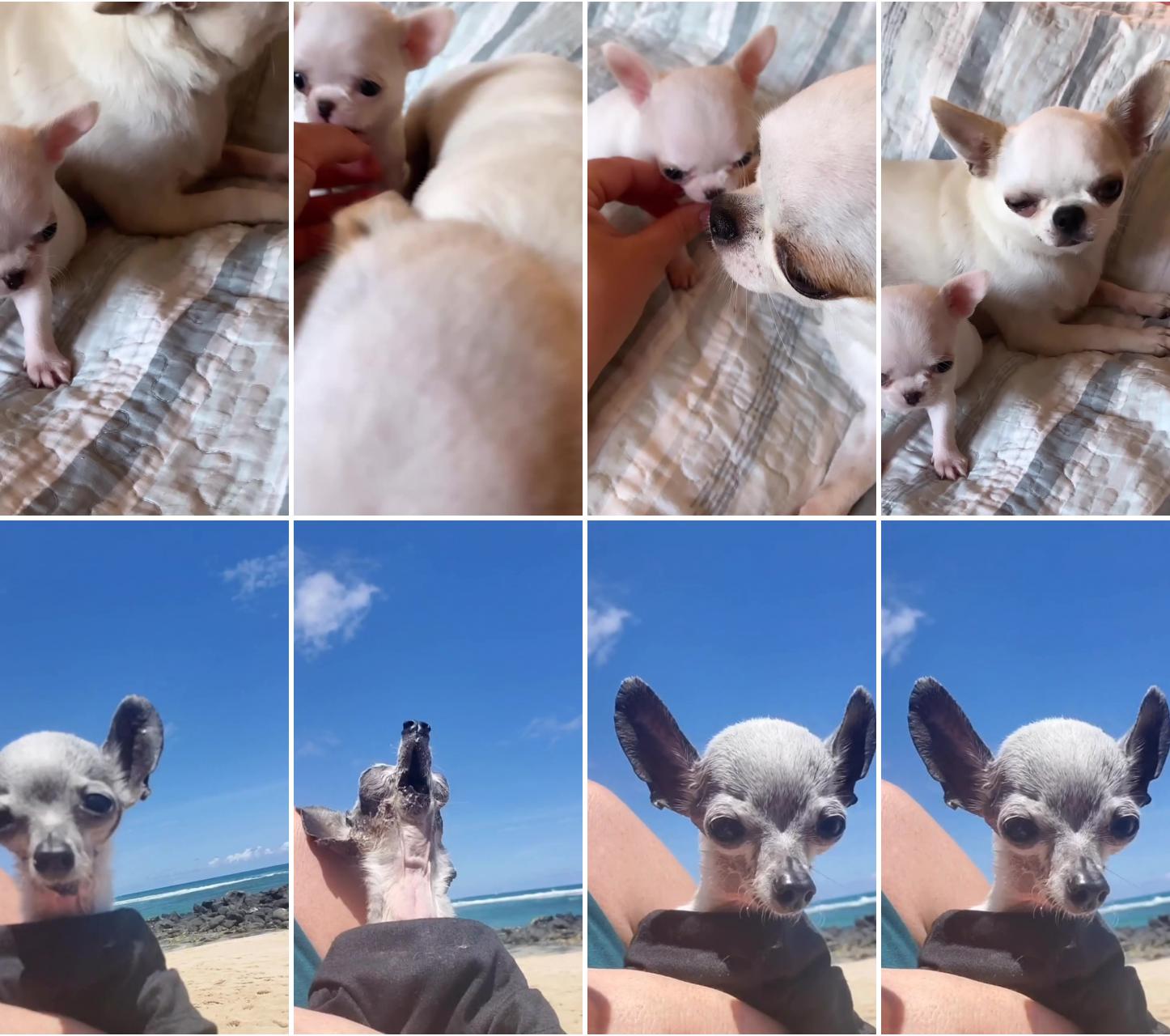 Chihuahua mom daughter; so funny dog looks like snoop dogg: