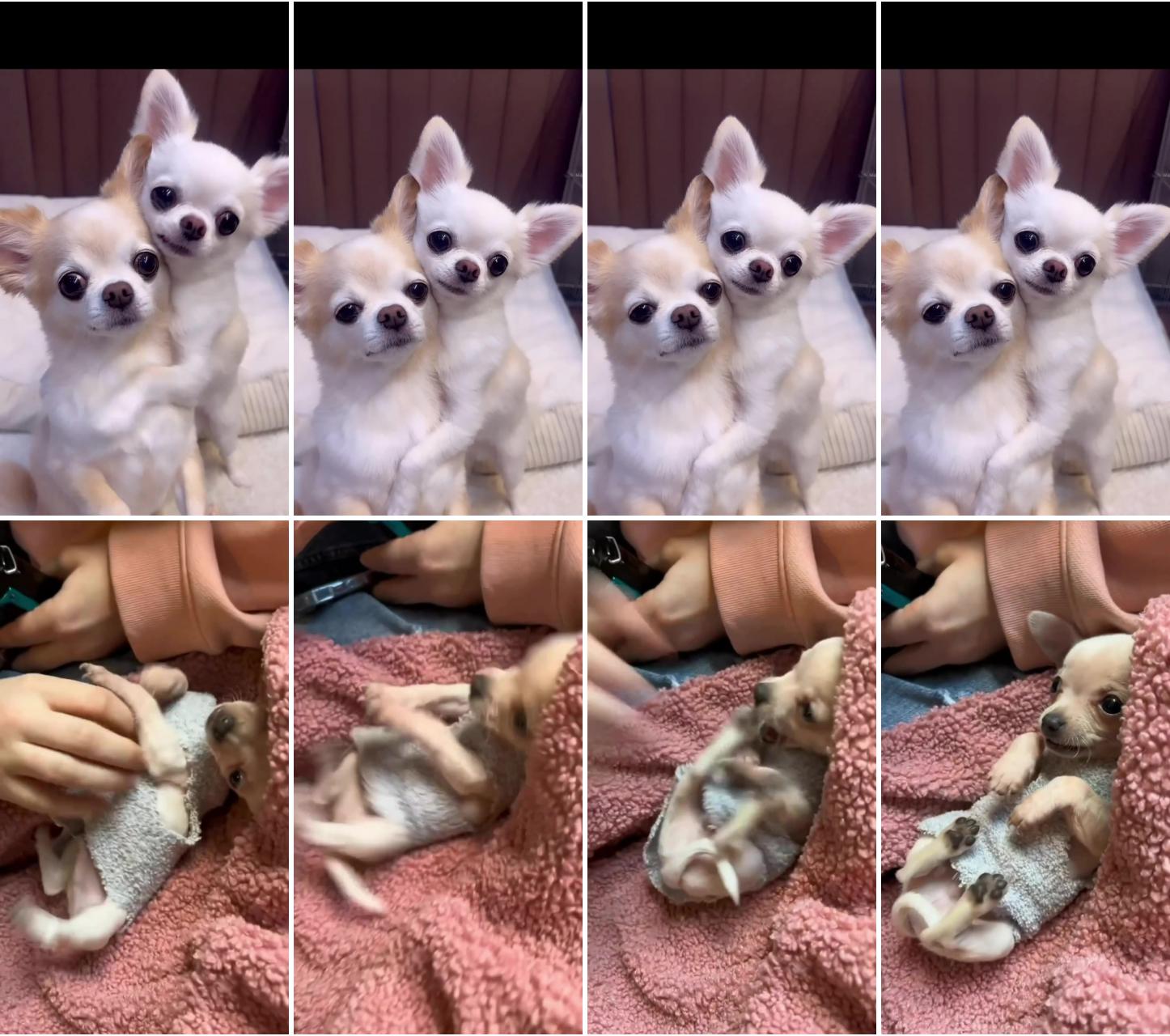 Chihuahua's affectionate hug - adorable bond; cutest thing ever le