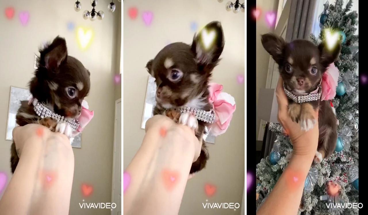 Chocolate long haired tiny chihuahua; chihuahua videos