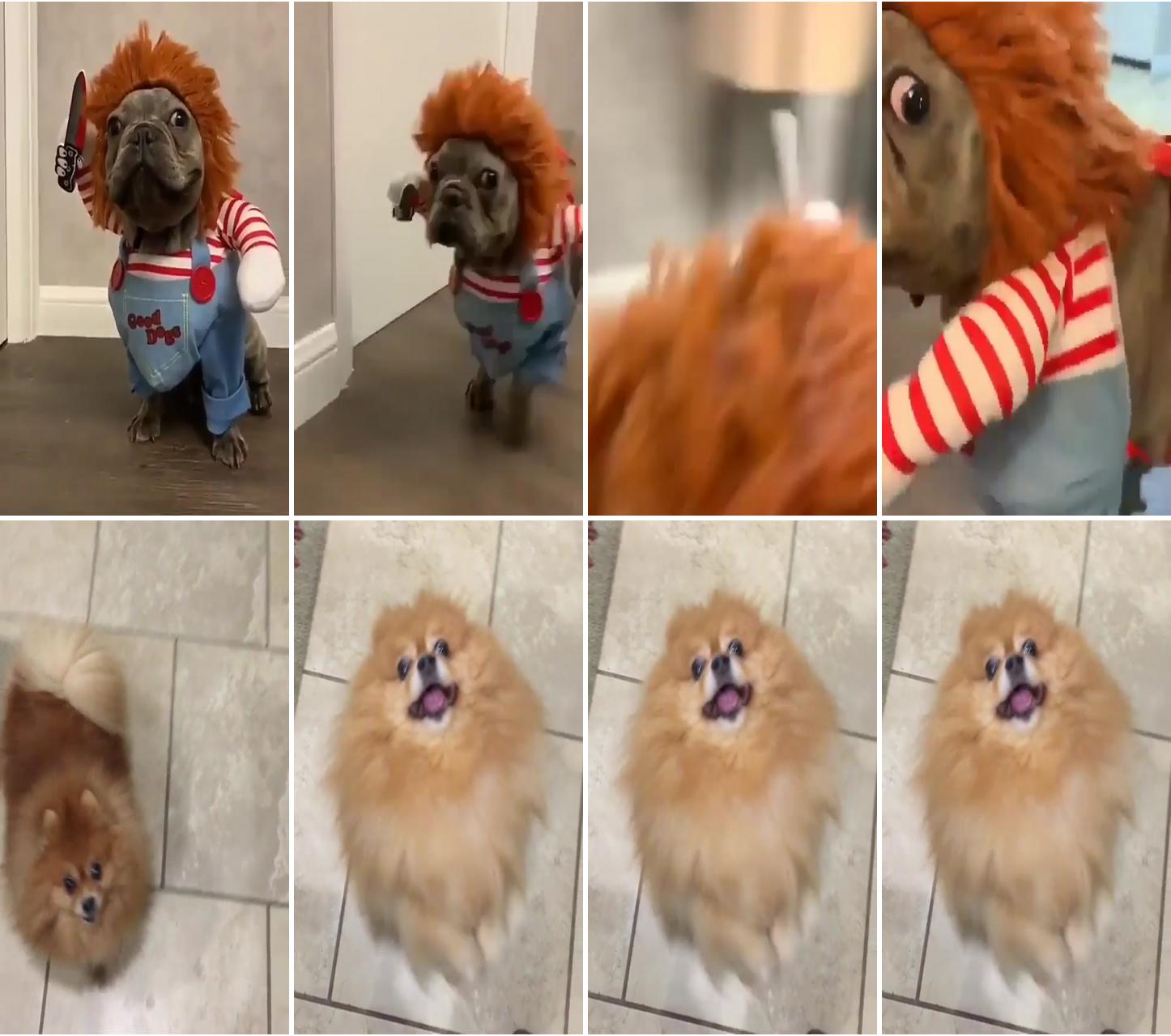 Chucky; i want someone to you, puppy, video