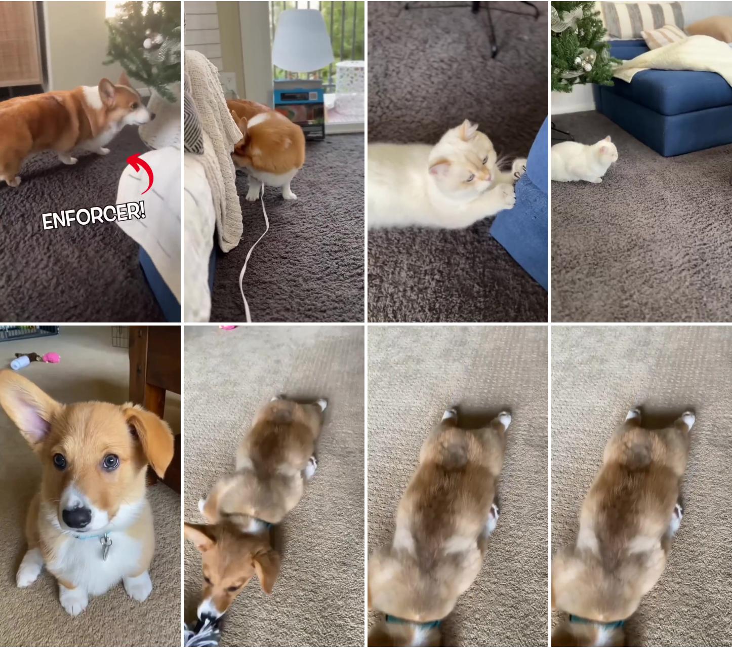 Corgi keeps cat in line; so cute corgi puppies