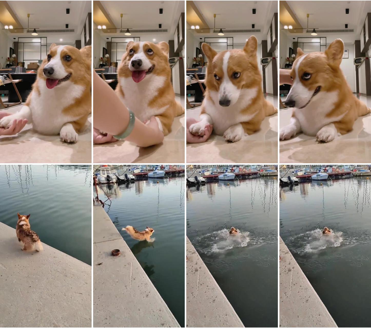 Corgi puppywanna get some awards; r you recording well then record this