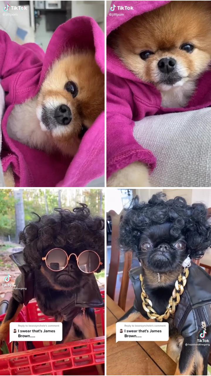 Cute animals; dogs dressed up