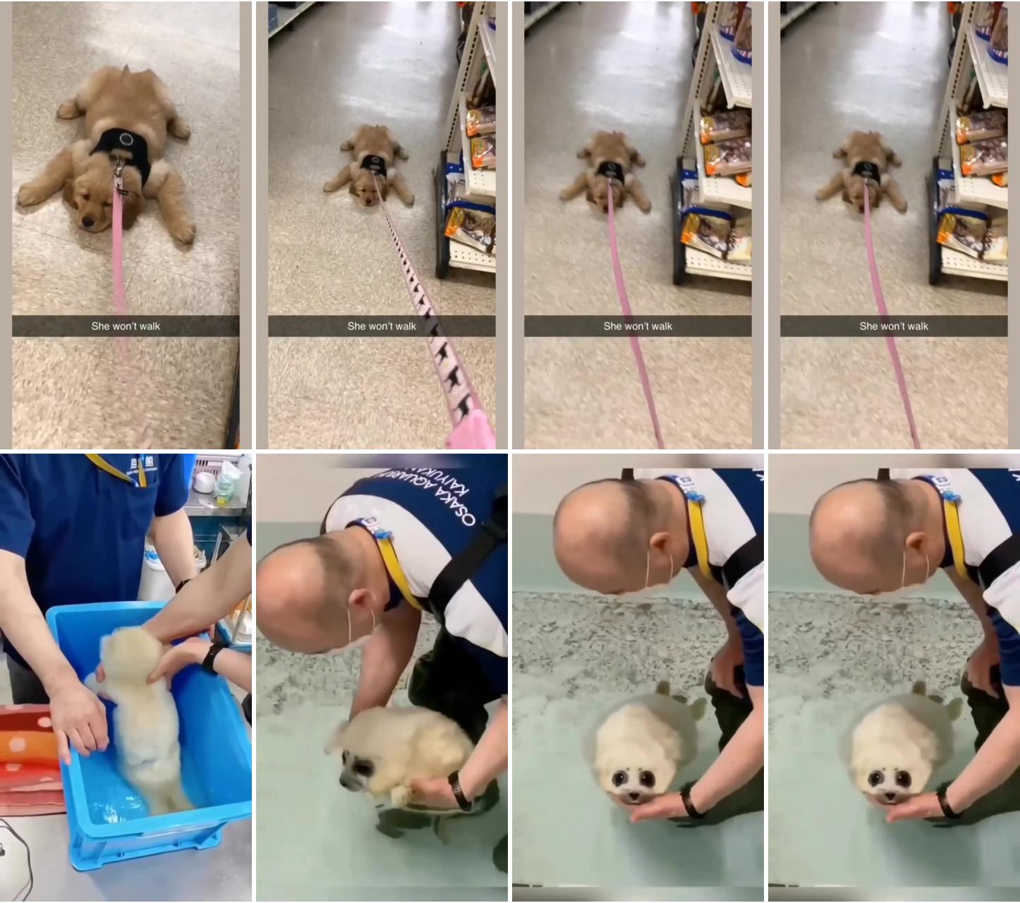 Cute dog; ultra cute baby seal gets it's first swim lesson