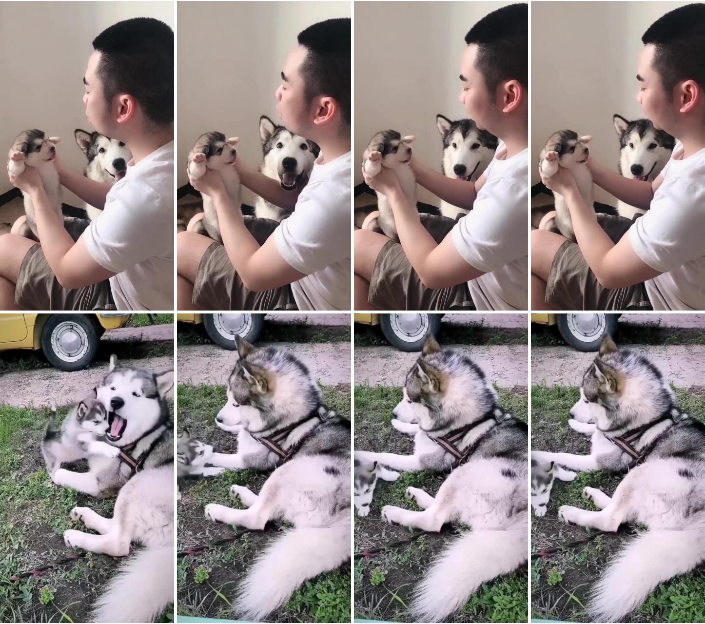 Cute husky dog, sweet husky dog puppy, husky dog lover,; sit down and have some treat lil husky