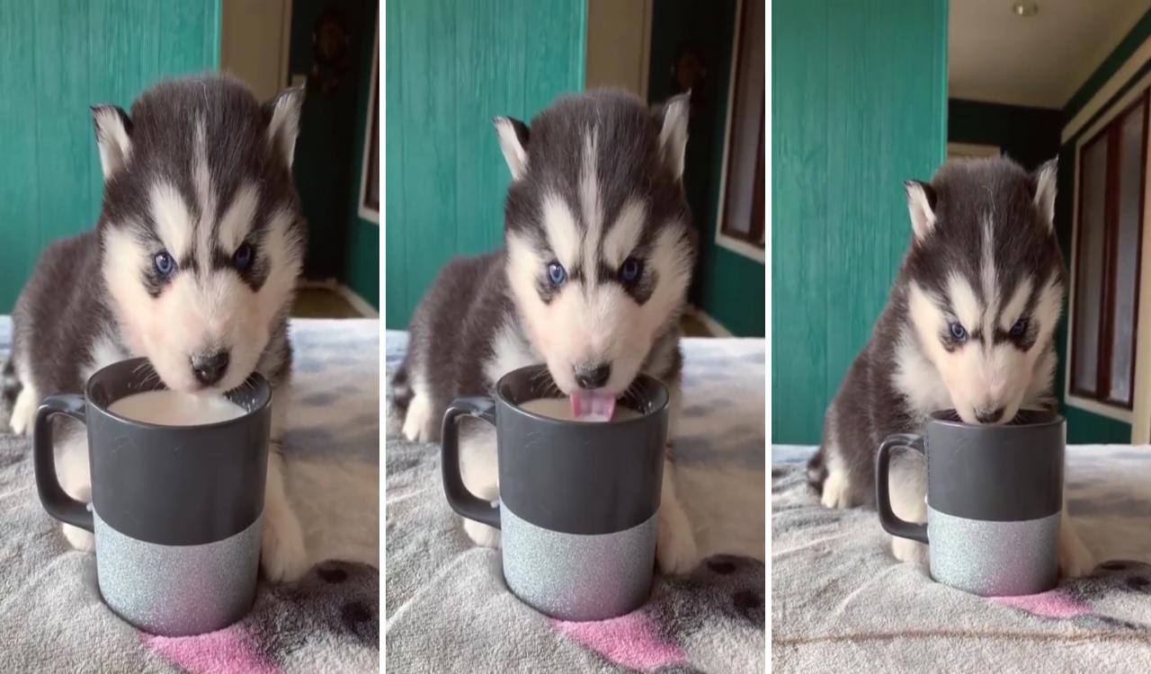 Cute husky puppies; puppies and kitties