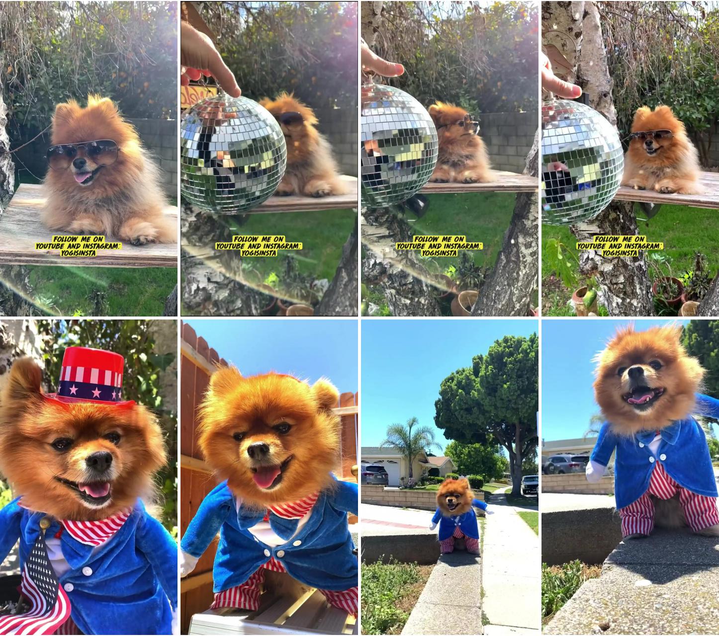 Cute pomeranian dog loves disco ball woof woof let's dance; pomeranian don on the 4th of july