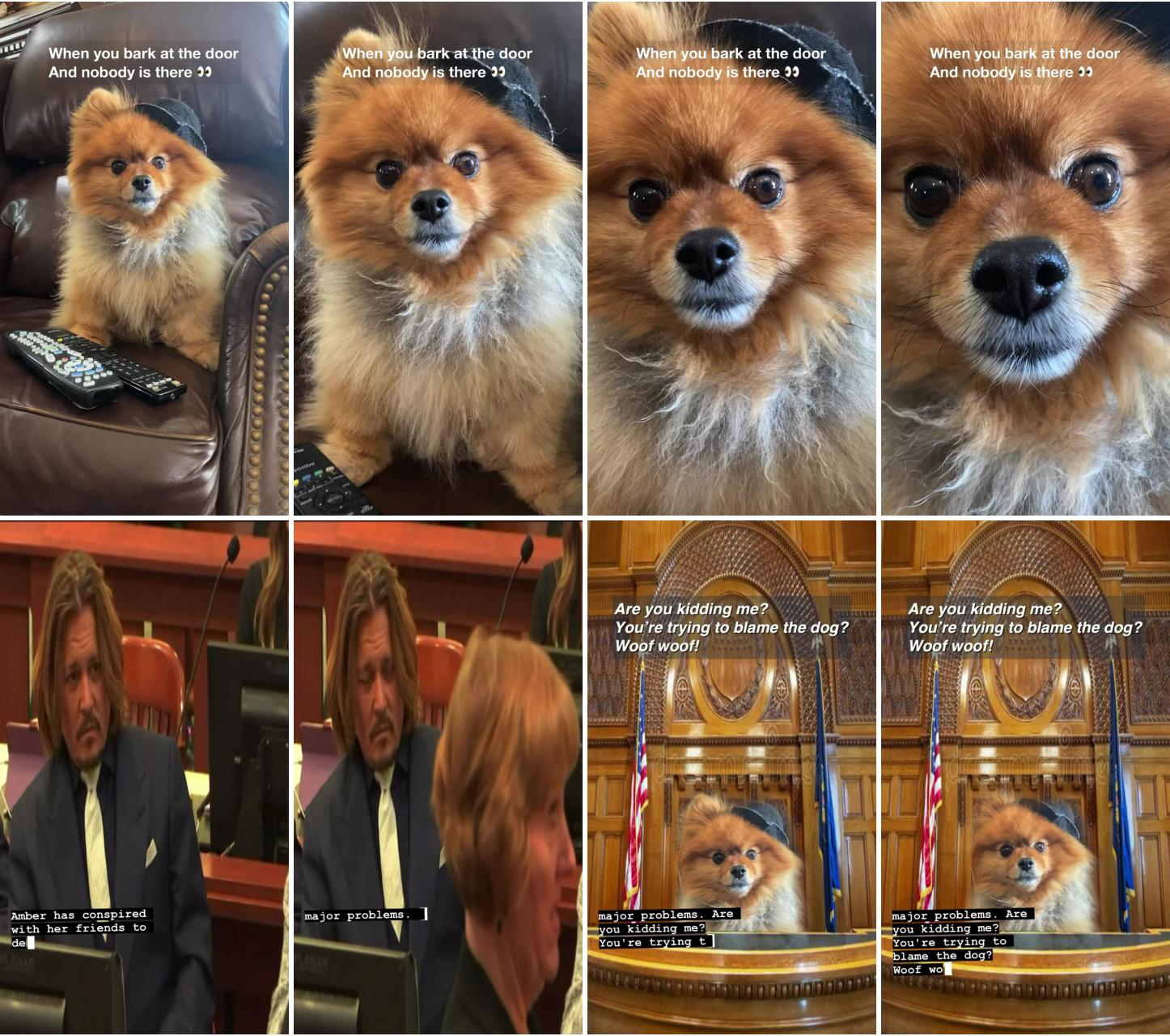 Cute pomeranian dog meme; amber heard wants to blame the dog 