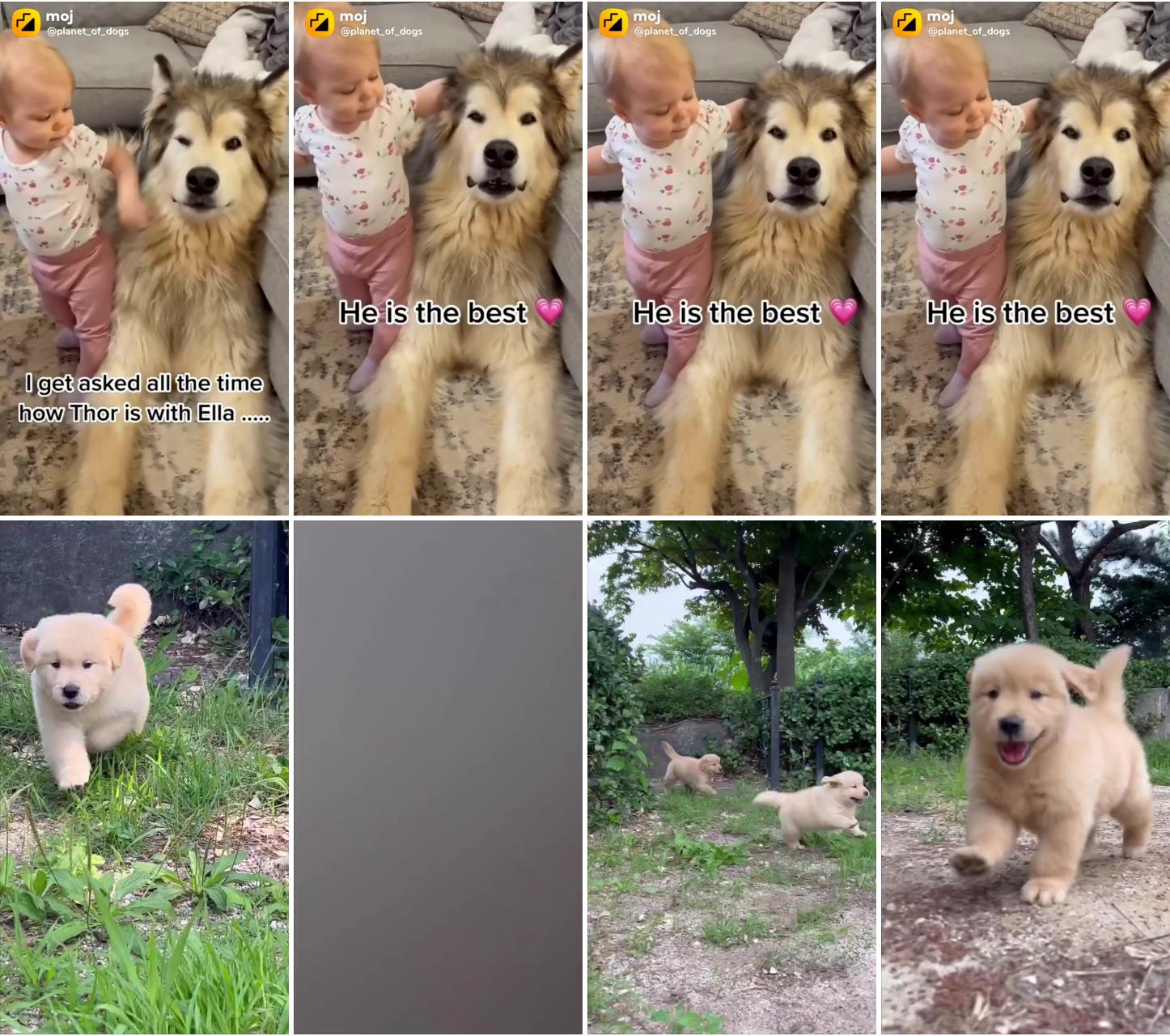 #cutebabyanimals edit by #goldunseen; 6. 5weeks puppies 