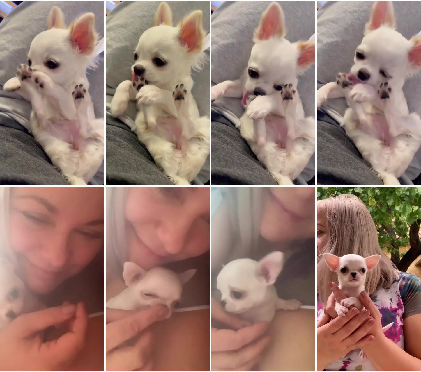 Cutest little chihuahua puppy biting nails; chihuahua love