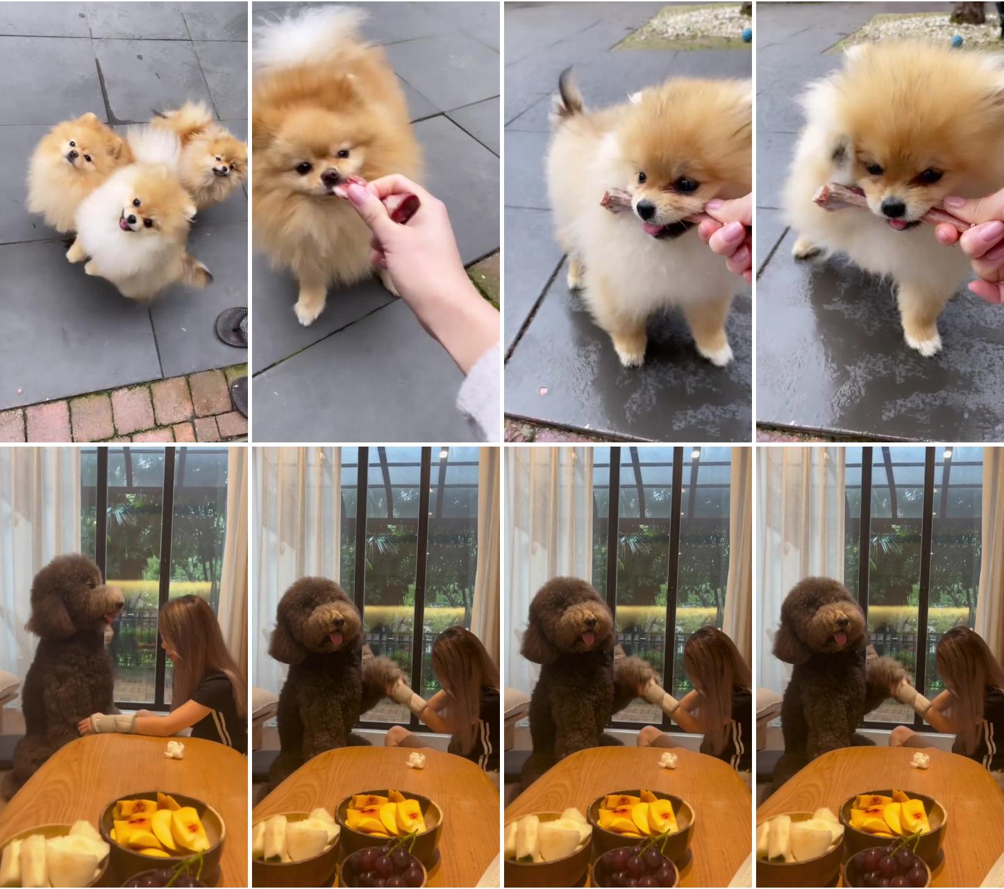  cutest puppy cute pomeranian; dog lovers 