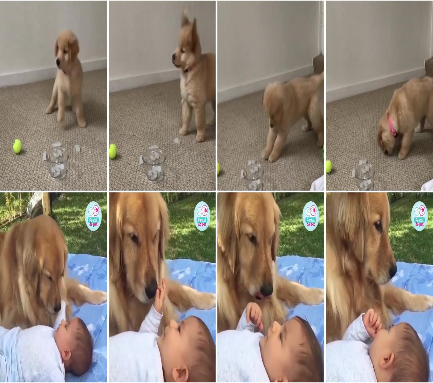 Cutest puppy ever,funny video,; really cute puppies