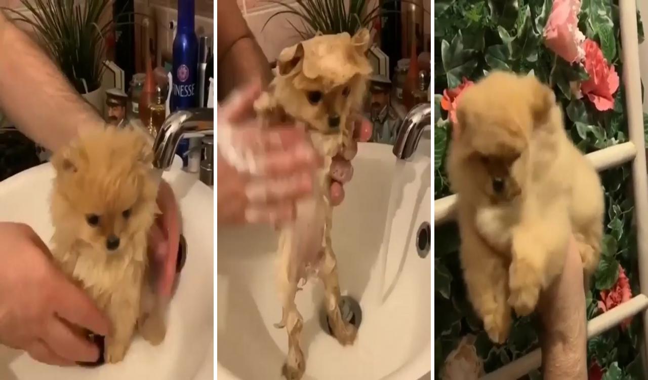 Cutest puppy having a shower; cute animal videos