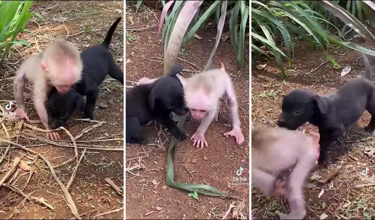 Dog and monkey best friends; cute wild animals