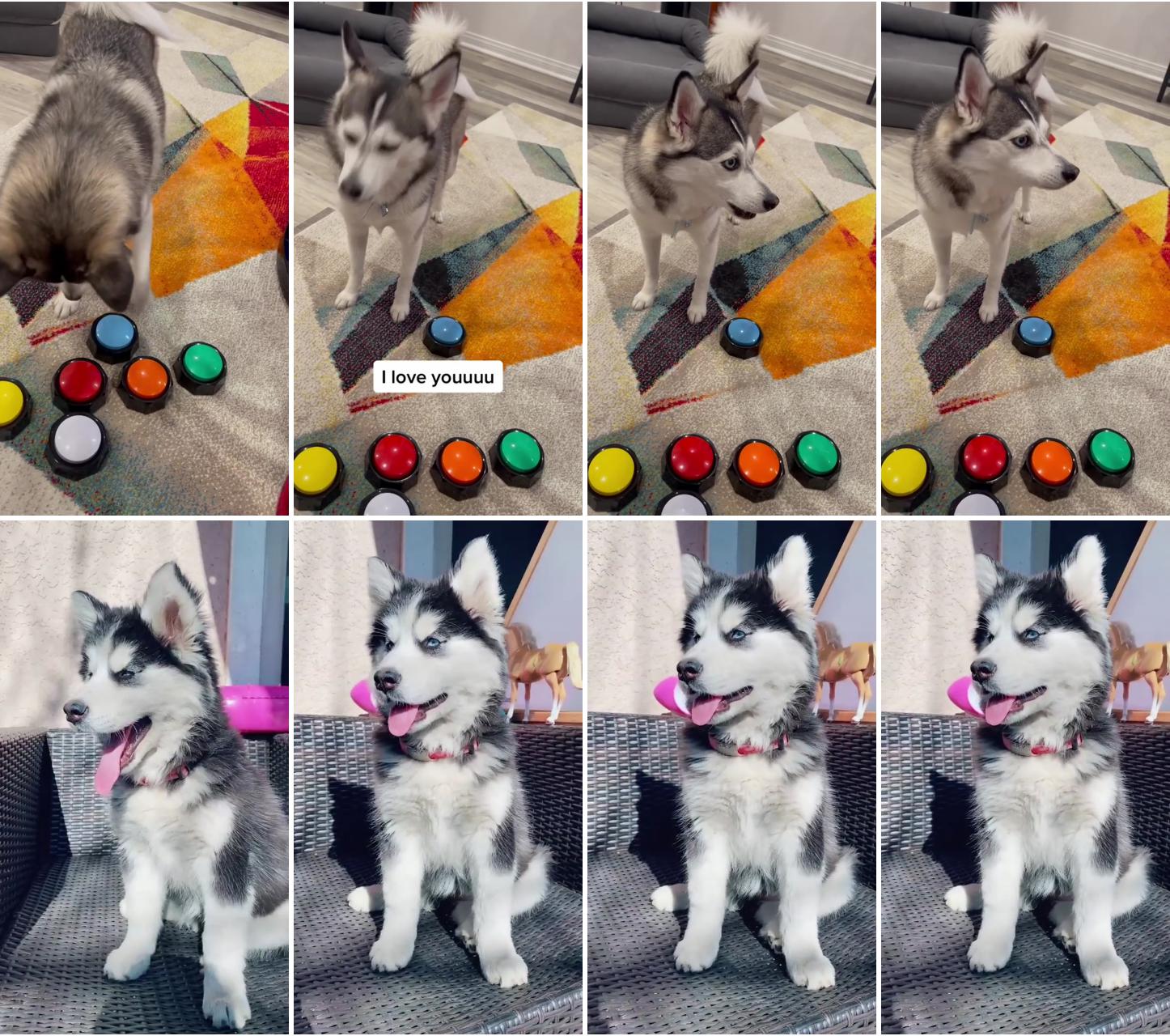 Dog communication buttons; cute husky puppy