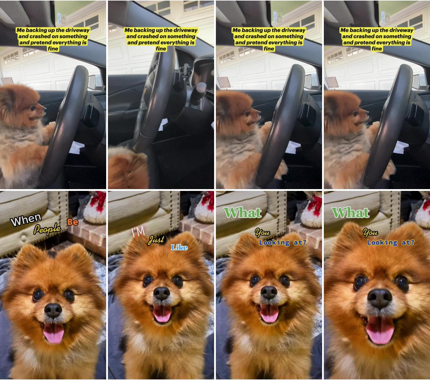 Dog crash in a car; cute pomeranian smile 