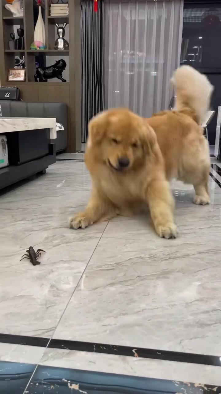 Dog vs lobster; that horse is like "why is that potato running at me" 