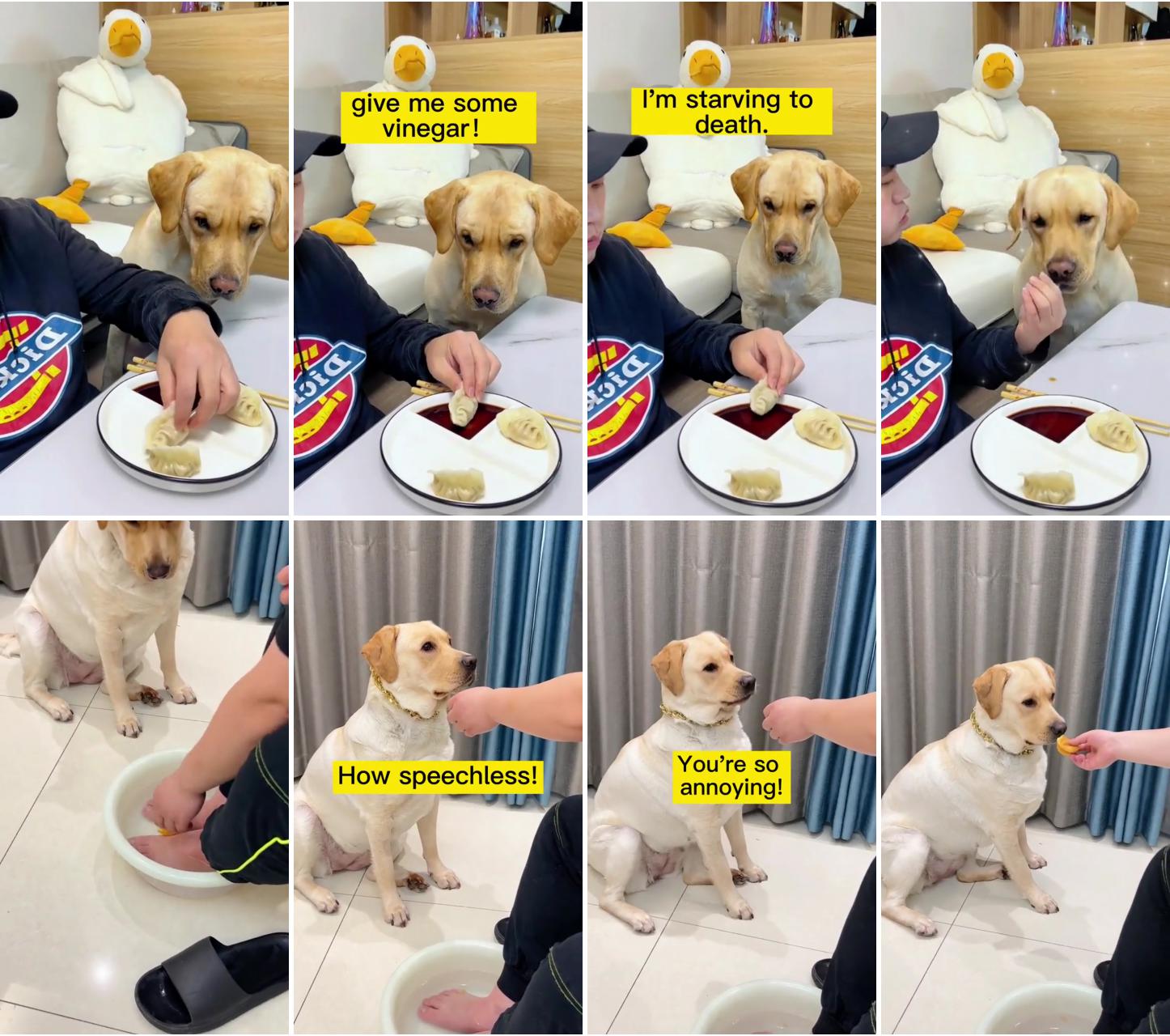 Dog wants to eat with sauce; you are a very dainty dog credit goes to alansa