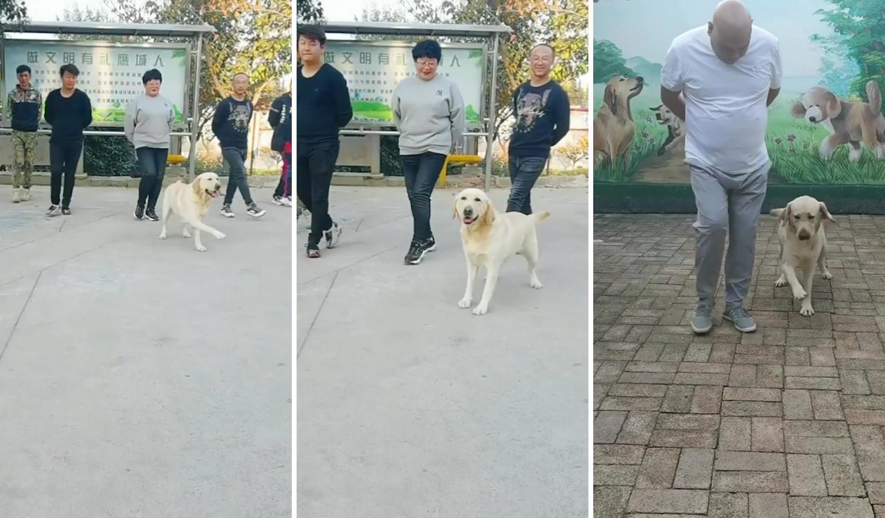 Doggo being best lead dancer ever; cute funny dogs