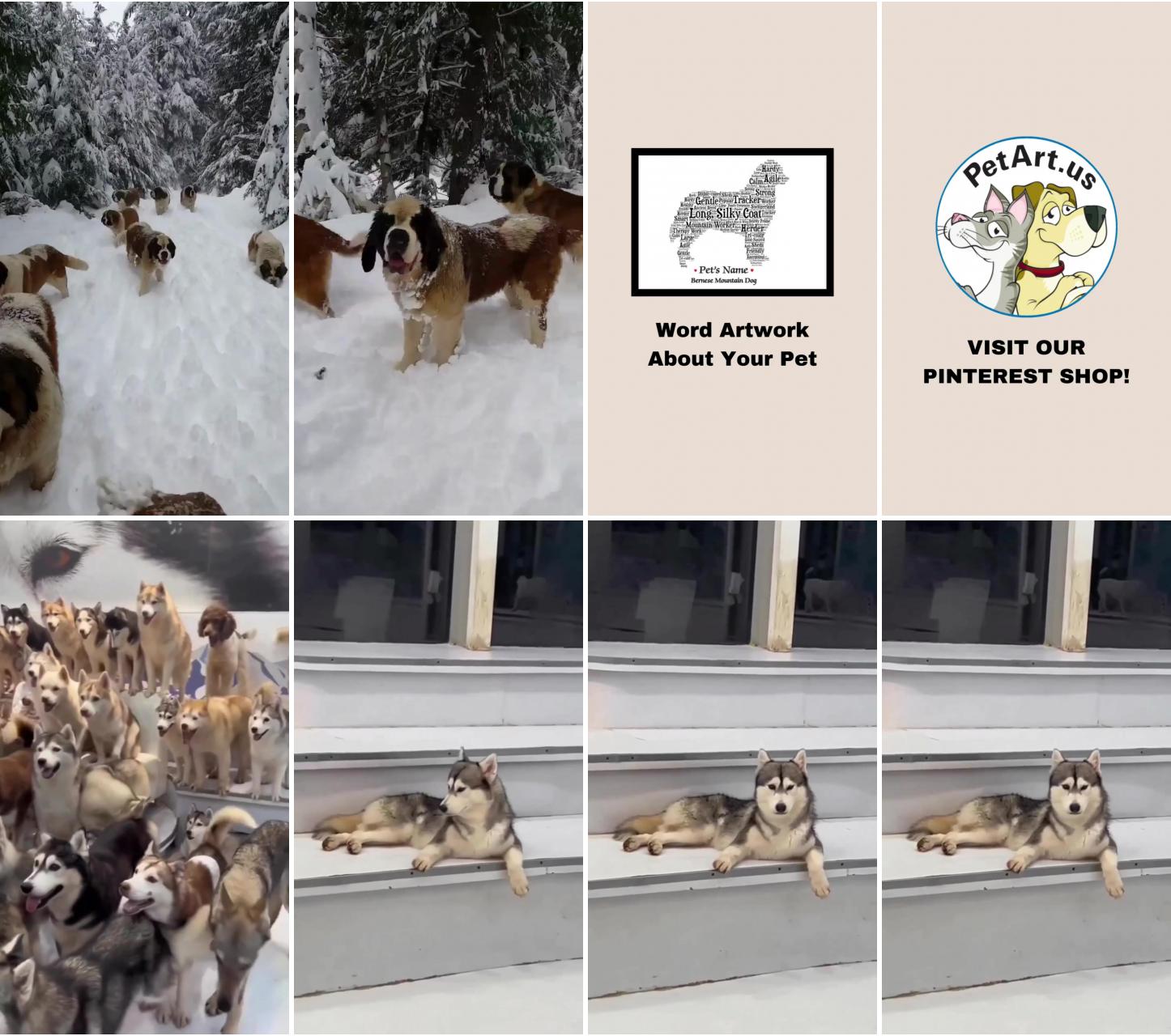 Dogs in snow; guess who's the leader 