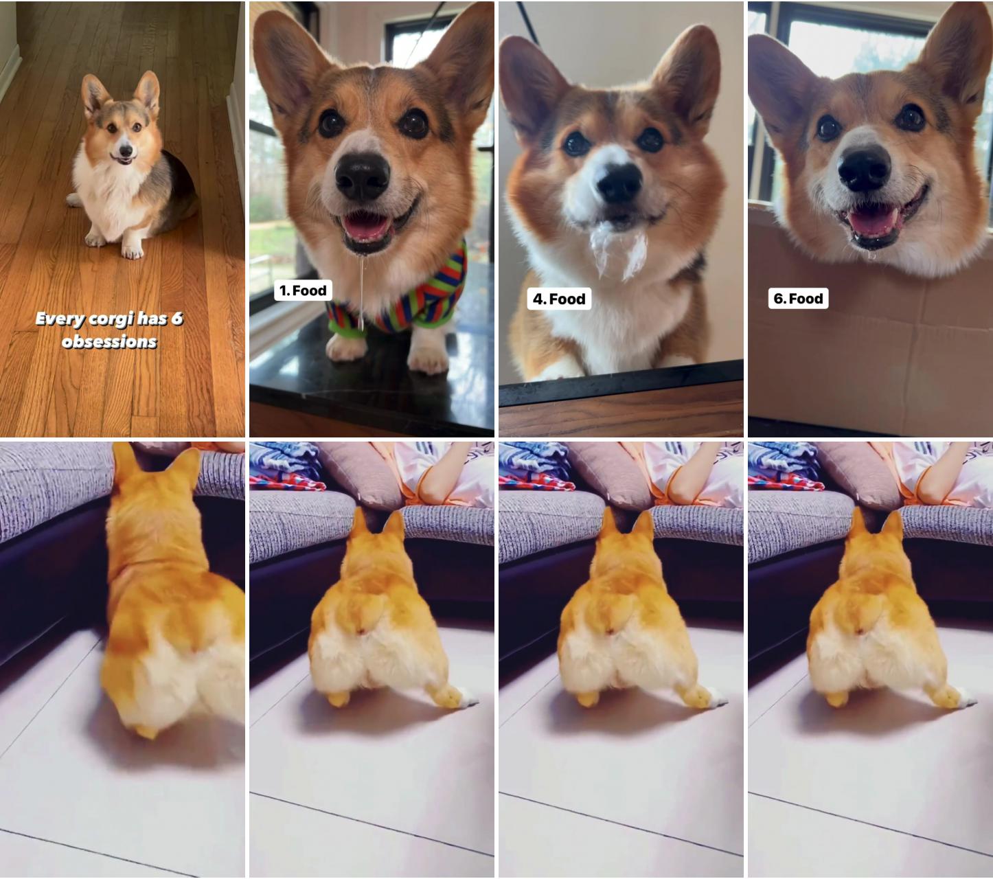 Every corgi has six obsessions; corgilulu booty shake feat corgilulu0 via tiktok