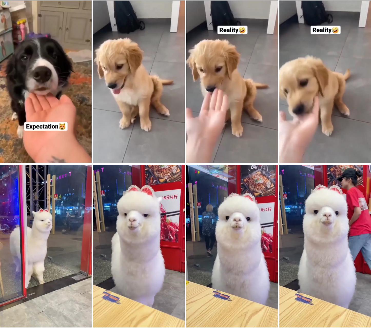 Expectation vs reality; very cute dogs