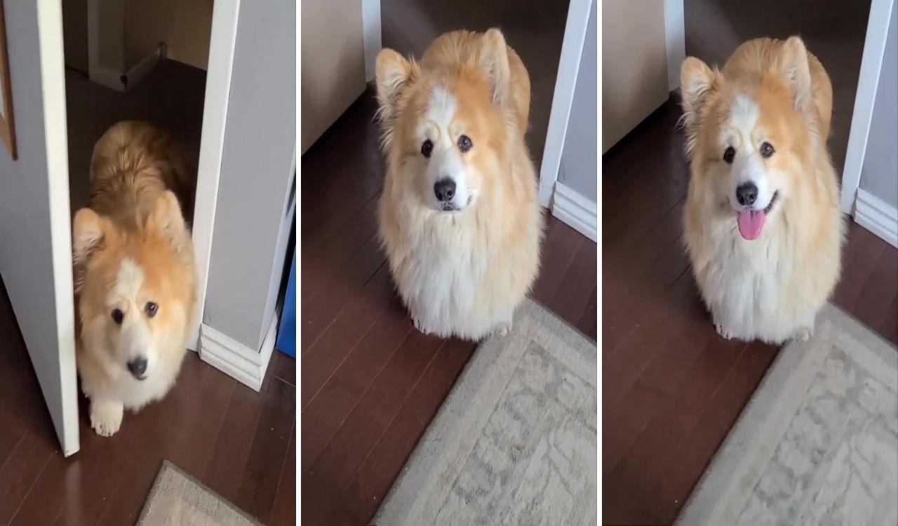 Extra fluffy, how cute is this lil fella; corgi funny