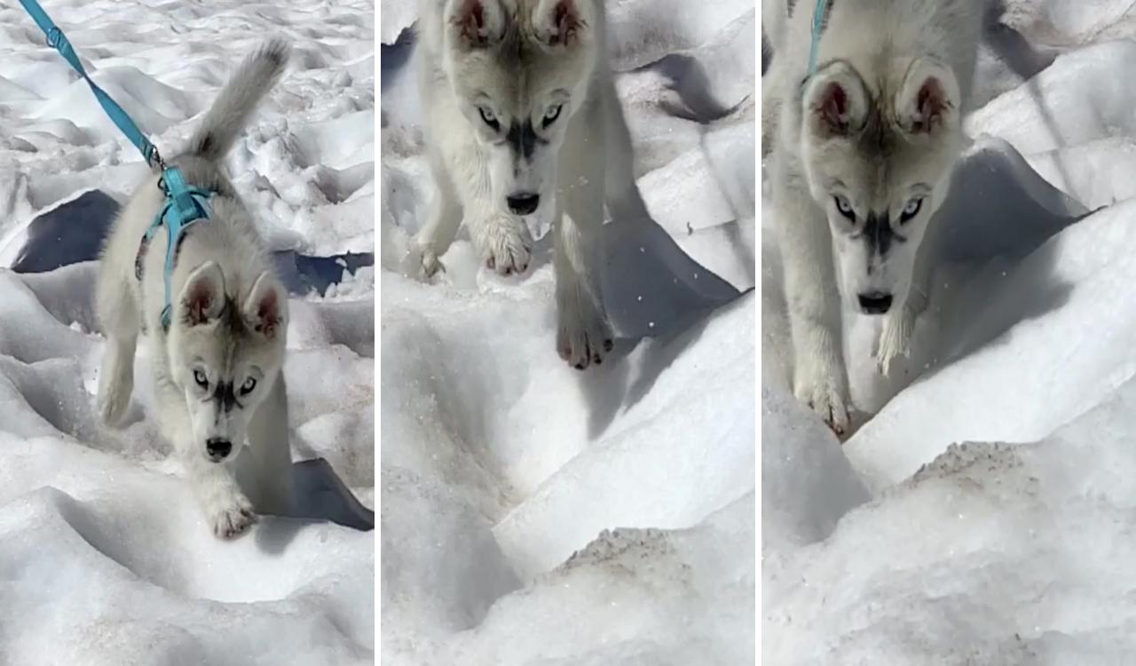 First time in snow for this husky pup; cute husky puppies