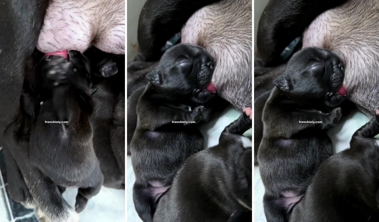 French bulldog puppies; french bulldog funny