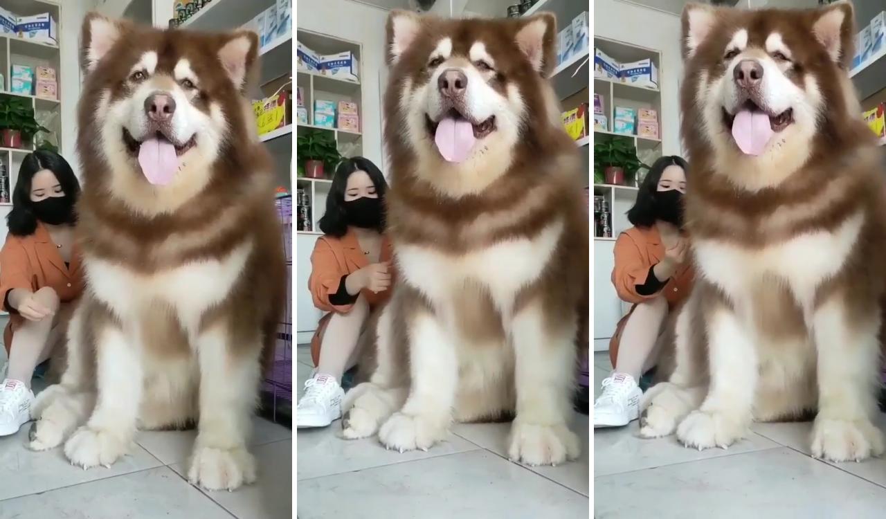 Funny animal videos; very big dog