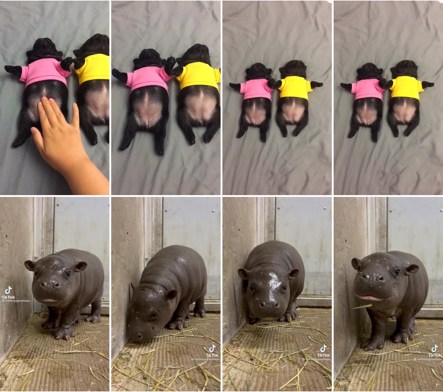 Funny puppies; i didn't know baby hippos are so cute