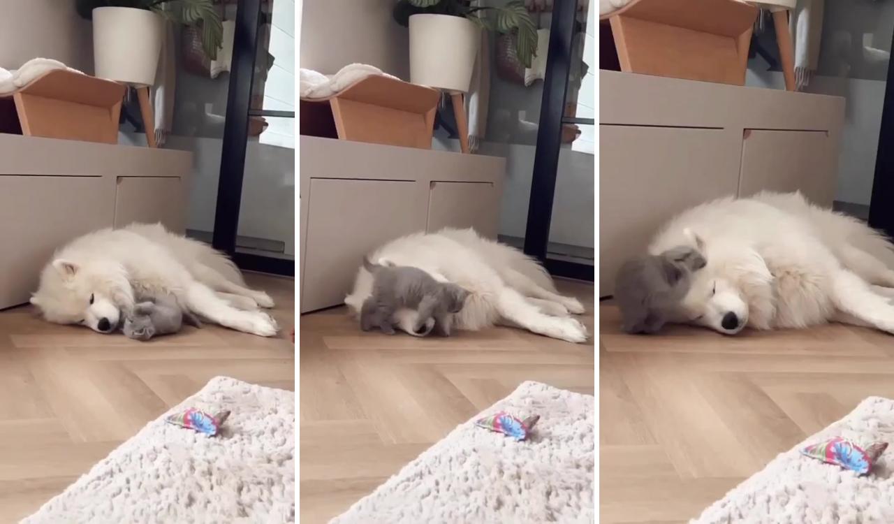 Funny video of cat disturbing sleep of a dog; cute little kittens