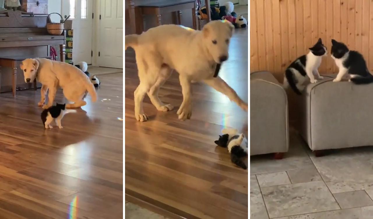 Gentle giant wants to play with kitten; cute funny dogs