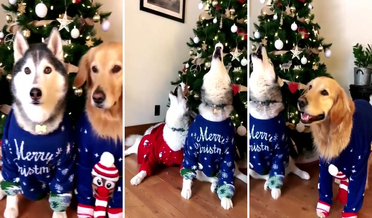 Golden. and his brothers; christmas dog treats